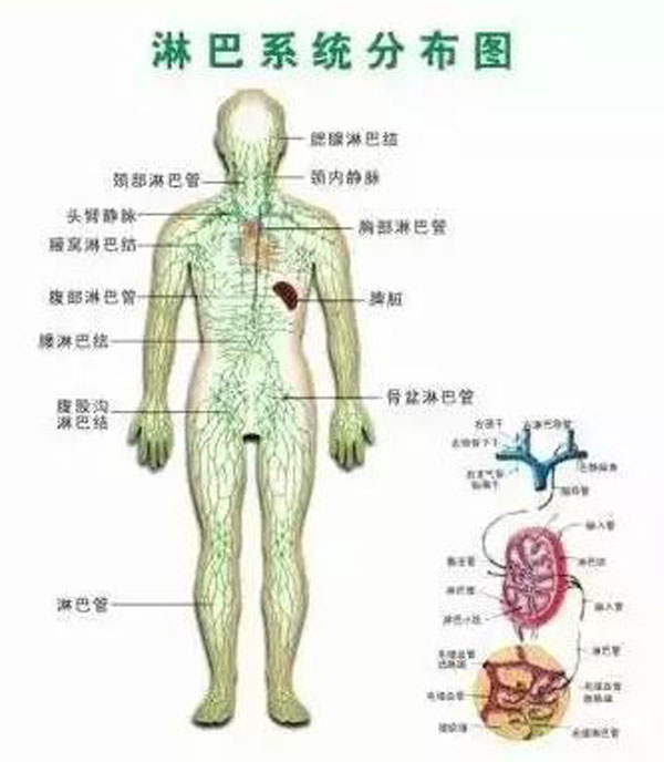 淋巴系统分布图