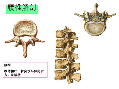 胸腰椎及骨盆松动手法！