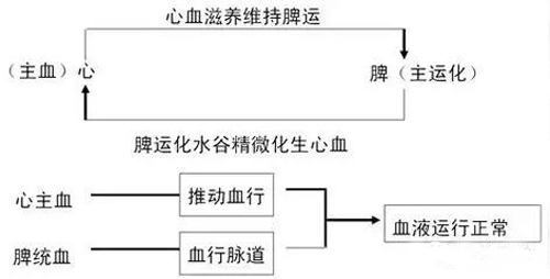 心与脾