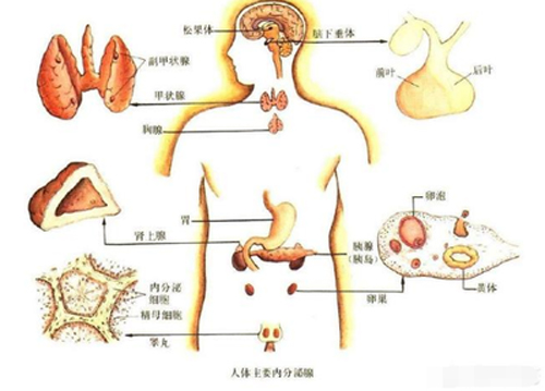 生气后身体器官的变化！