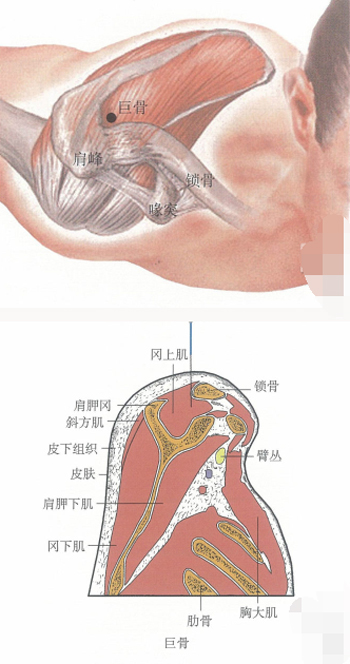 巨骨穴