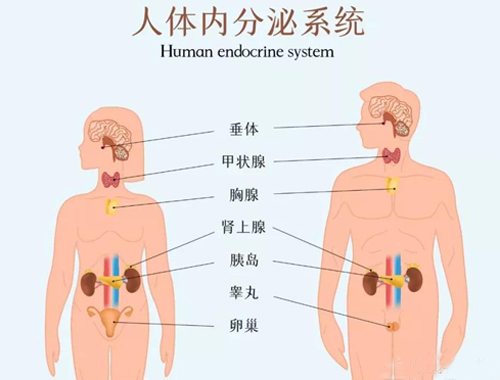 内分泌系统