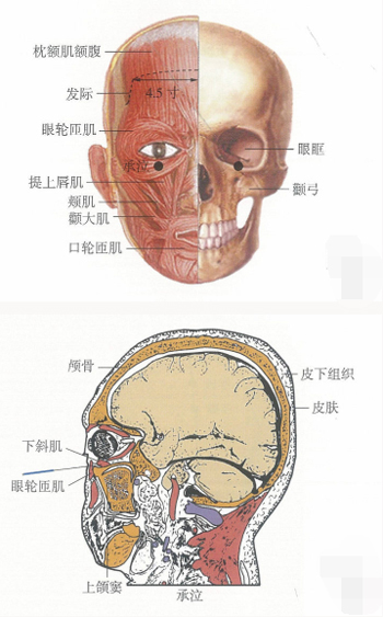 承泣穴