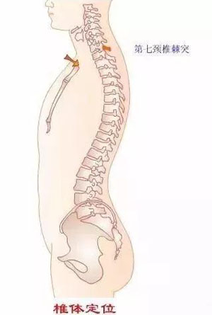 从躯干前部体表标志定椎体位置