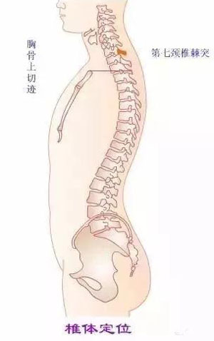 从躯干前部体表标志定椎体位置