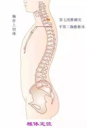 从躯干前部体表标志定椎体位置