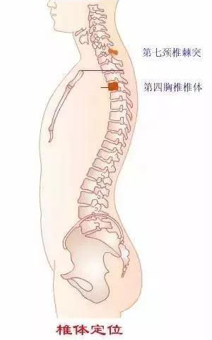 从躯干前部体表标志定椎体位置