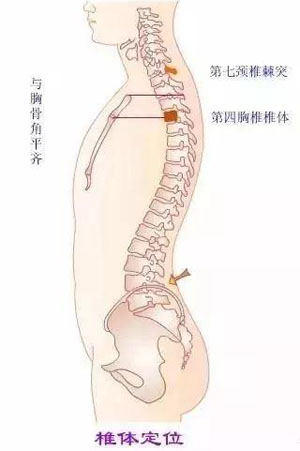 从躯干前部体表标志定椎体位置