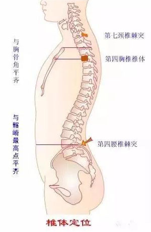 从躯干前部体表标志定椎体位置