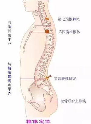 从躯干前部体表标志定椎体位置