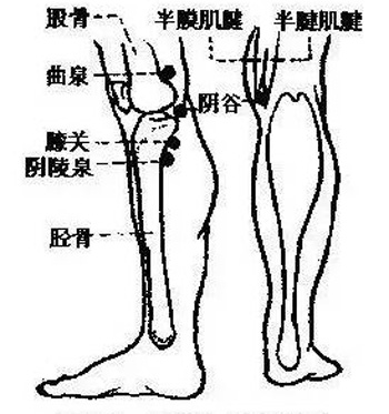 膝关节穴位