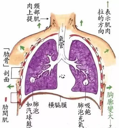 腹式呼吸法