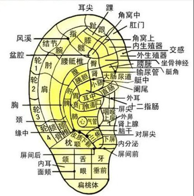 耳朵上的穴位