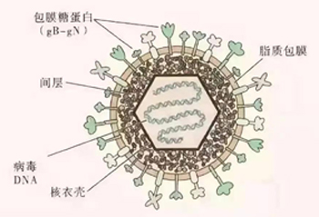 棉花灸治疗带状疱疹