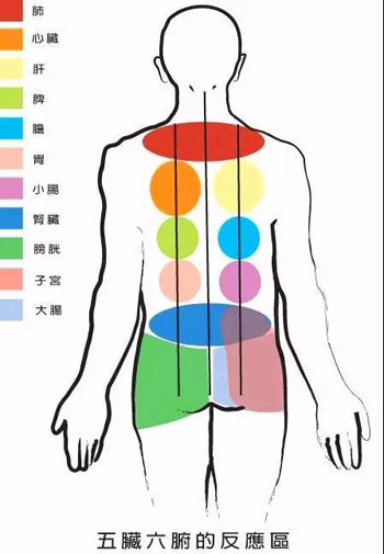 五脏六腑在背部的反应区