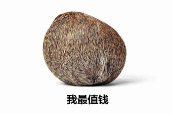 小金丸