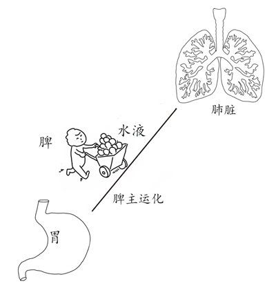 经常吐白痰的，用一味中药即可消痰！