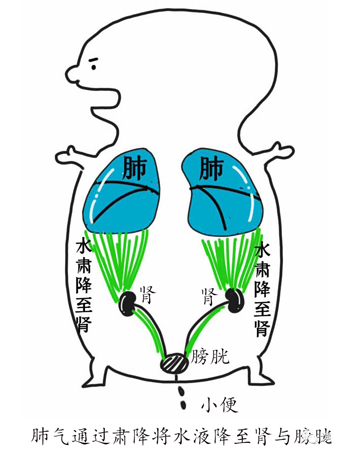 经常吐白痰的，用一味中药即可消痰！