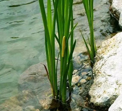 中医运用蒲灰散治水肿医案