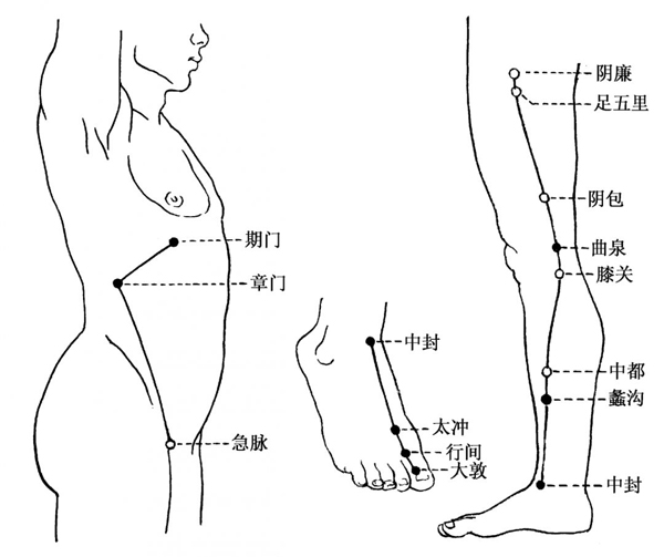 足厥阴肝经