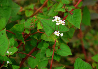 野荞麦根