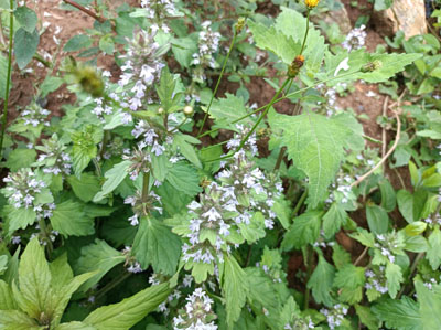 白毛夏枯草