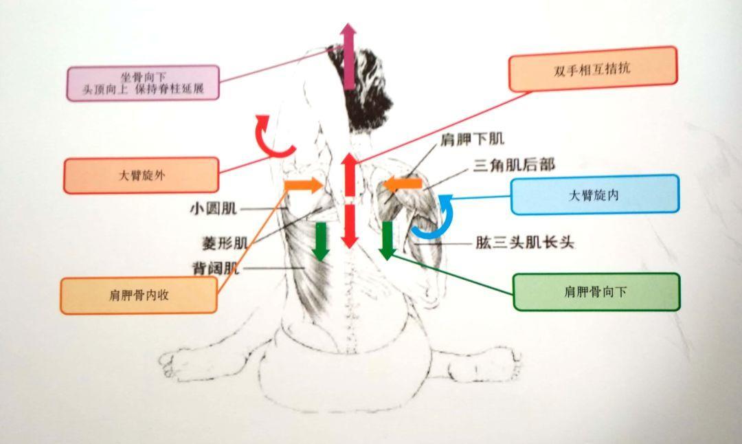 图谱截取自《瑜伽解剖图谱》